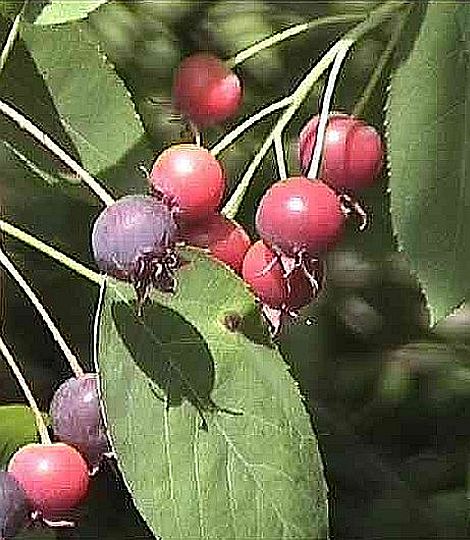 Amelanchier lamarckii voľnokorenný